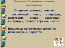 Презентация Размножение и развитие папоротников