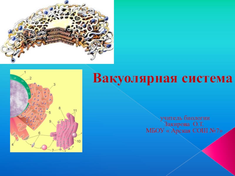 Презентация Презентация по биологии на тему Вакуолярная система клетки