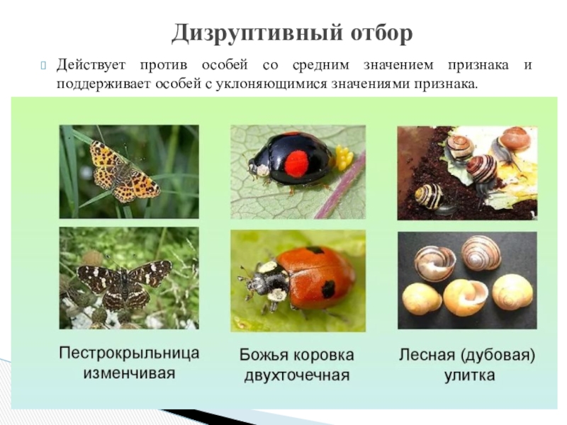 Особый отбор. Разрывающий отбор примеры. Дизруптивный (разрывающий) отбор. Примеры дизруптивного отбора в природе. Дизруптивный отбор Божья коровка.