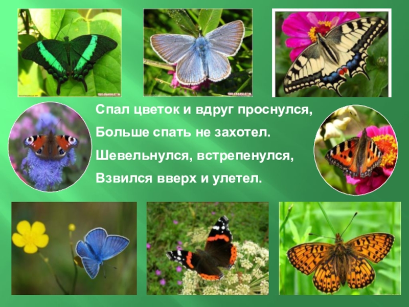 Увидеть бабочку весной. Какую бабочку можно увидеть ранней весной. Название бабочек на лугу. Бабочки которые появляются весной. Ранние бабочки весной названия.