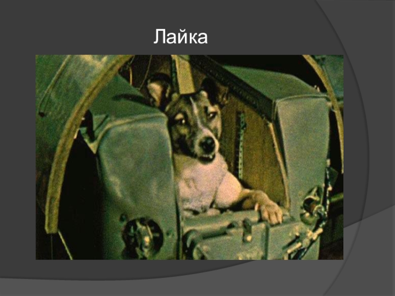 Первая собака в спутнике. Лайка космонавт. Лайка первый космонавт. 1 Собака лайка космонавт. Собака лайка в космосе.