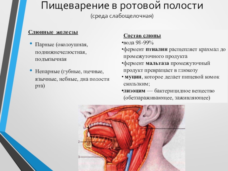 Пищеварительная система биология 8 класс кратко