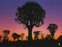 Презентация к уроку английского языка во 2 классе на тему Animals