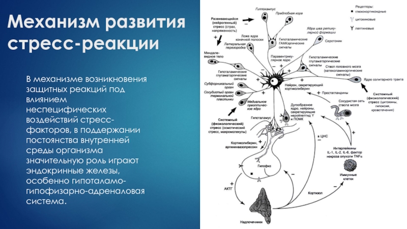 Реакция на стресс карта