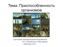 Презентация по биологии  Приспособленность организмов