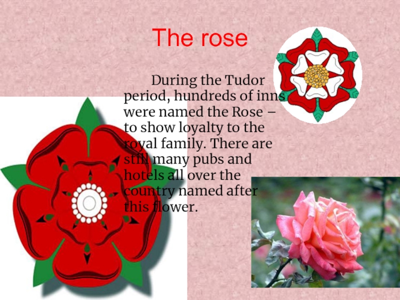 Rose symbol of england