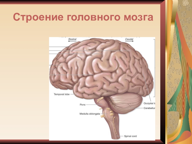 Мозг человека строение анатомия фото рисунок