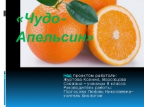 Презентация по биологии Чудо- апельсин