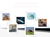 Cүтқоректілер класының жалпы сипаттамасы