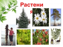 Презентация по теме Разнообразие растений по окружающему миру ( 3 класс)