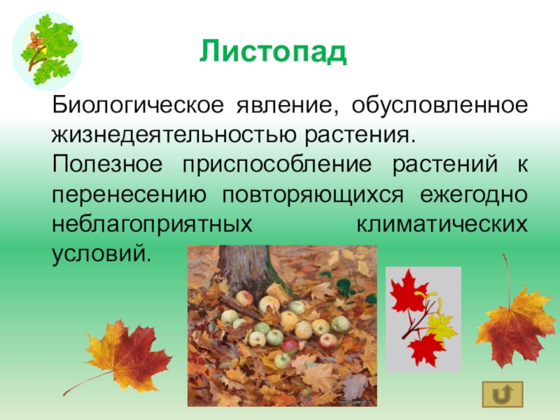 Биология 6 класс тема листопад. Биологическое листопад. Листопад это приспособление растений к. Биологическое явление - листопад. Листопад это явление.