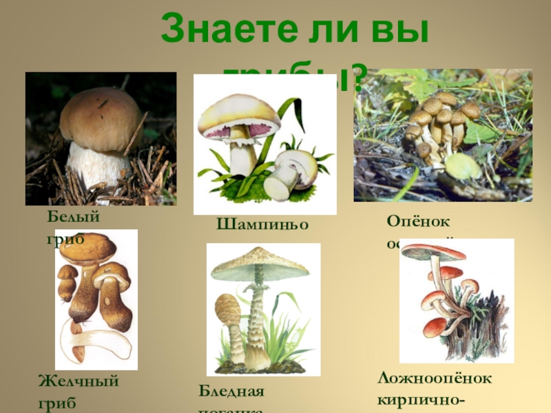 Белый гриб опасный двойник название и фото