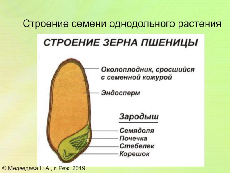 Рисунок зерновки пшеницы с подписями строение