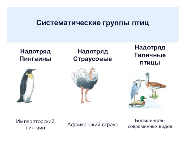 Многообразие птиц таблица