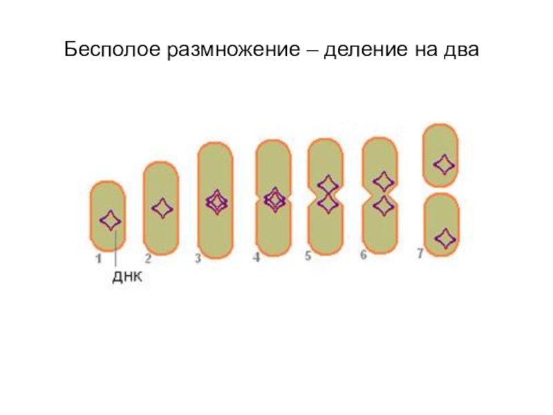 Размножение бактерий рисунок