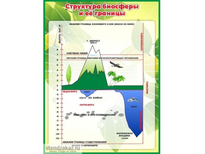 Границы биосферы. Структура строение и границы биосферы. Структура и границы биосферы схема. Нижняя граница биосферы. Строение биосферы схема.