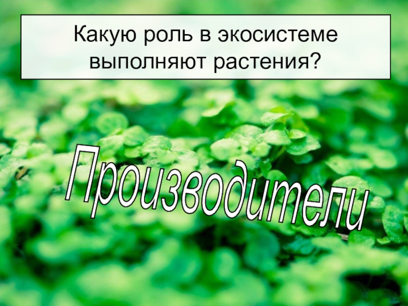 Многообразие и значение растений презентация 5 класс. Роль растений в экосистеме. Растения в экосистеме выполняют роль. Какую роль выполняют растения. Роль растений в биогеоценозе.