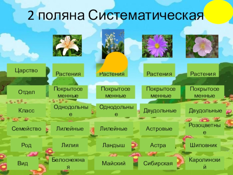 Царство отдел род вид растений. Систематика ландыша. Ландыш систематическое положение. Систематика растения Ландыш. Ландыш Майский систематика.