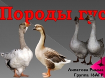 Презентация по биологии Породы гусей