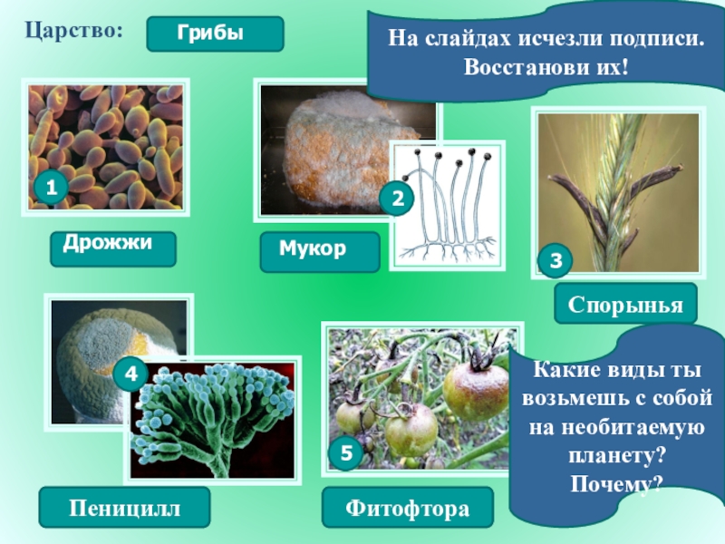 Женьшень царство отдел род вид. Царство мхов. Признаки мукора. Сфагнум род вид отдел царство.