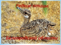 Презентация по географии Редкие птицы Белгородской области