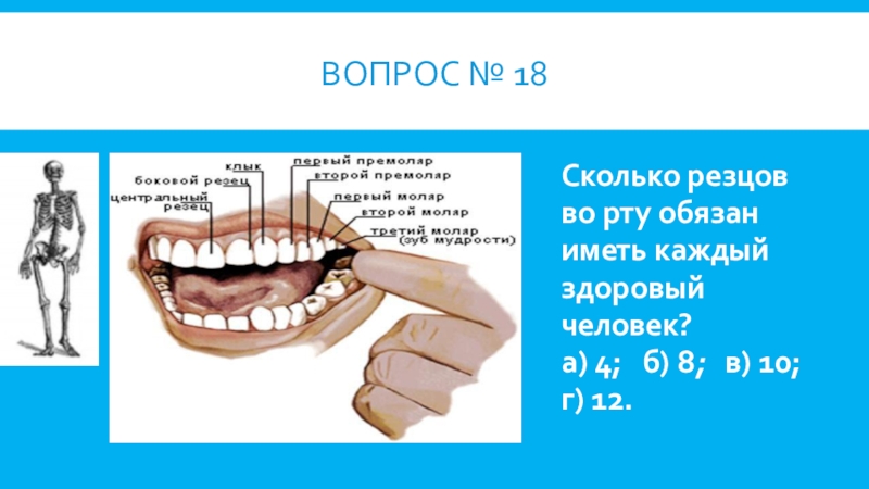 Сколько резцов. Сколько резцов во рту здорового человека. Количество резцов.