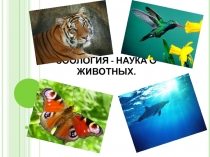Презентация по биологии для 7 класса на тему Введение в зоологию. Зоология - наука о животных