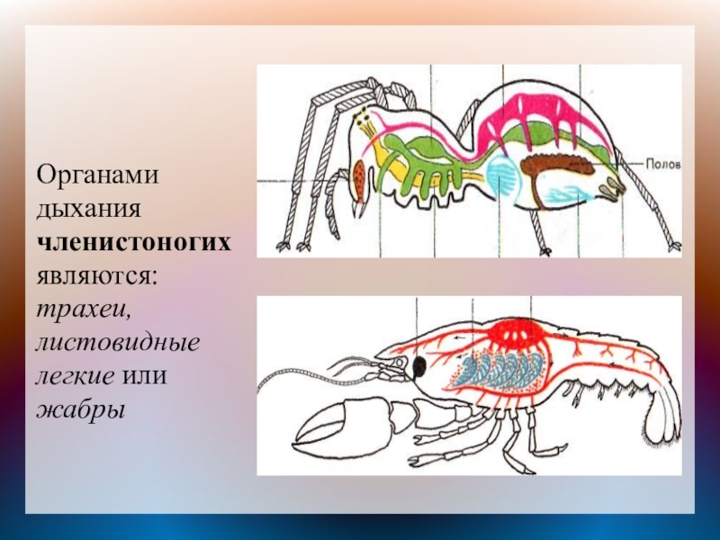 Презентация органы выделения биология 7 класс латюшин