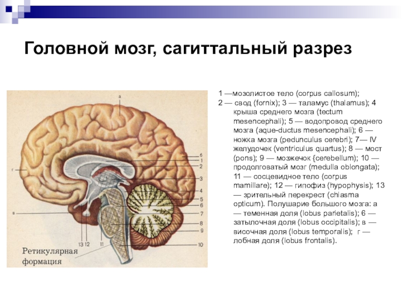 Сагиттальный разрез головного мозга рисунок с подписями