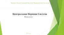 Центральная нервная система