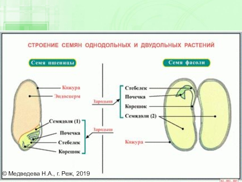 Схема строения семени однодольного и двудольного растения