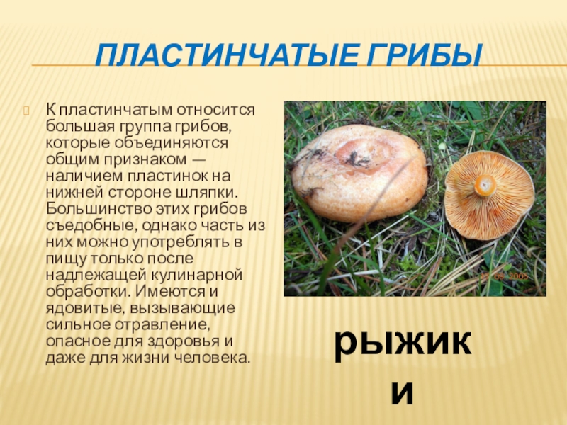 Какие съедобные грибы относятся к группе пластинчатых. К пластинчатым грибам относятся. Пластинчатые грибы 5 класс биология. Какие грибы пластинчатые. Съедобные грибы относящиеся к пластинчатым.