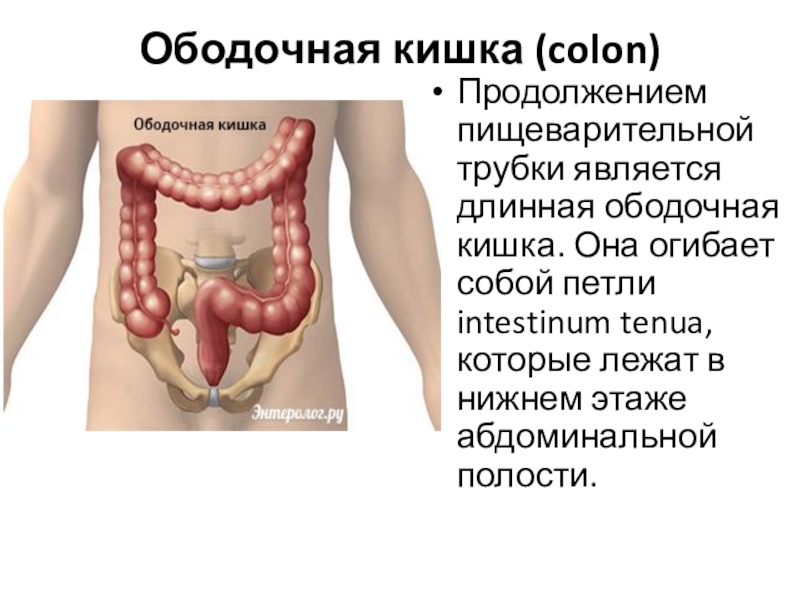 Ободочная кишка где находится рисунок у человека