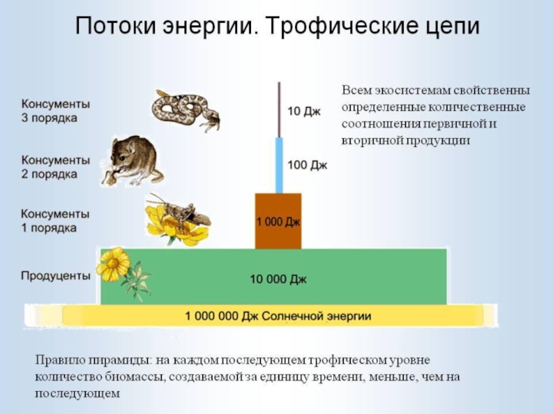 Поток энергии и цепи питания презентация 11 класс