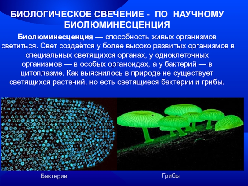 Электричество в живых организмах проект 7 класс биология