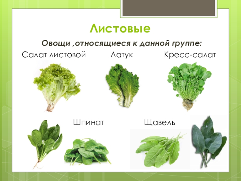 Виды салатной зелени с названиями фото