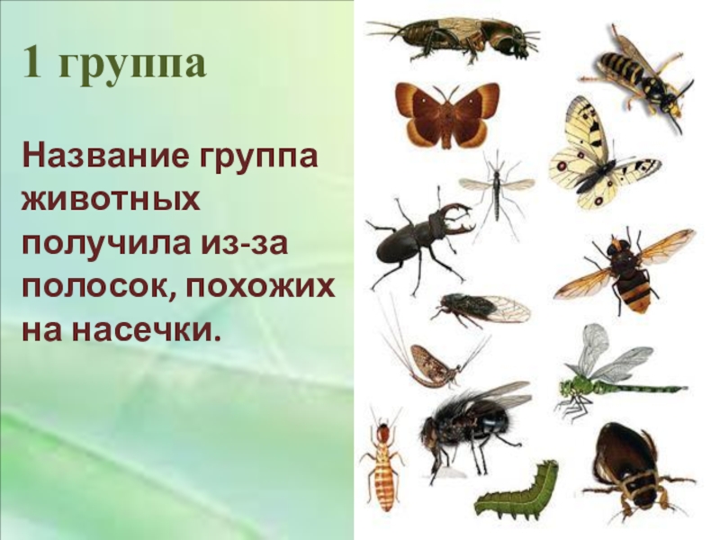 2 насекомых. Насекомые 2 класс окружающий мир. Насекомые это 2 класс. Насекомые по окружающему миру 2 класс. Насекомые презентация 2 класс.