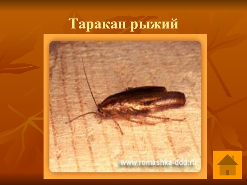 нимфа прусак таракан. рыжий таракан на латыни. развитие рыжего таракана. тараканы опасны для человека. таракановые особенности отряда и представители.