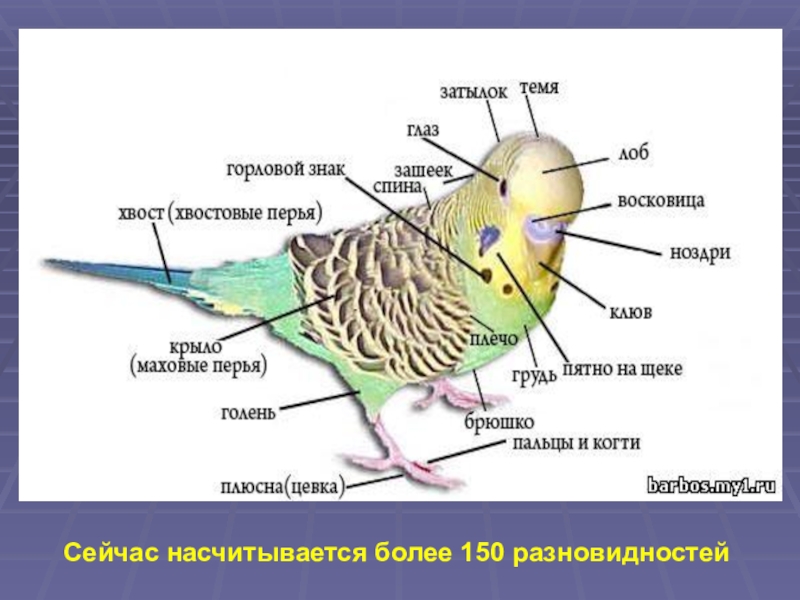 Размеры волнистого попугая. Маховые перья у волнистого попугая. Строение пера волнистого попугая. Строение попугая волнистого. Организм волнистого попугая.