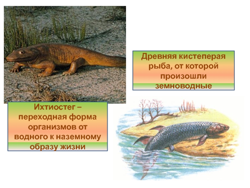 Почему латимерию нельзя считать предком земноводных