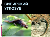 Презентация Сибирский углозуб 7 класс