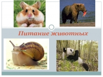 Питание животных (6 класс)