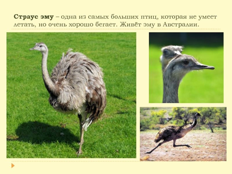 Птица похоже на страуса. Ребус страус для детей. Ребус страус. Ребус страус. Стих про страуса.