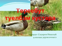 Презентация по окружающему миру на тему Утки родного края 4 класс