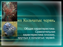 Презентация по биологии на тему Кольчатые черви. Сравнительная характеристика различных типов червей(7 класс)