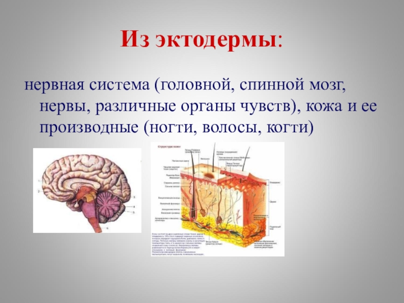 Спинной мозг из эктодермы. Спинной мозг формируется из эктодермы. Эктодерма нервная система. Головной и спинной мозг. Что развивается из эктодермы.