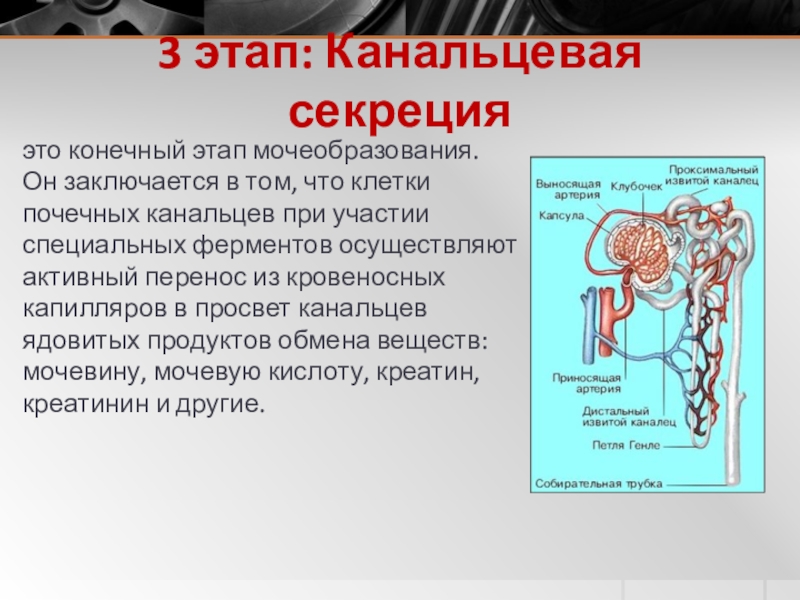 3 этап: Канальцевая секрецияэто конечный этап мочеобразования. Он заключается в том, что клетки почечных канальцев при участии