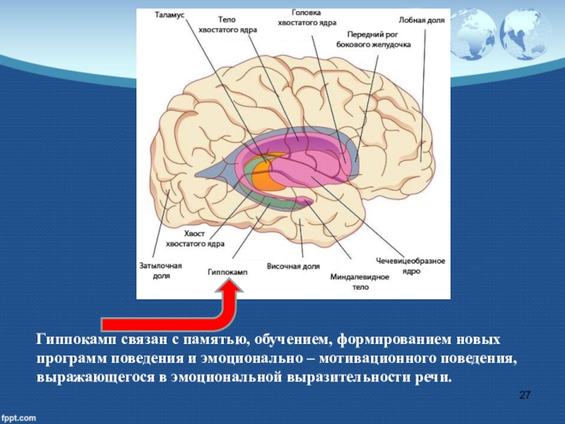Хвостатое ядро мозга. Головка хвостатого ядра головного мозга. Головка хвостатого ядра анатомия. Головка хвостатого ядра на сагиттальном срезе. Головка хвоста ОГО ядра.