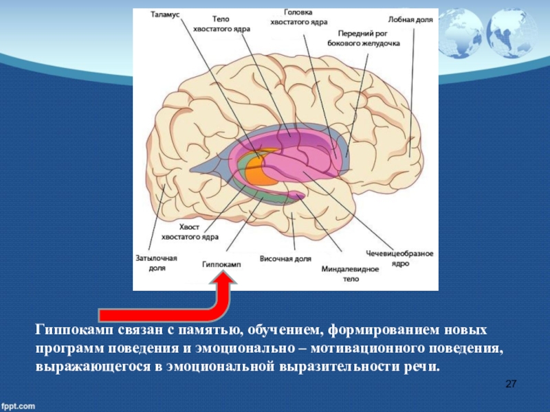 Головка хвостатого ядра образует стенку