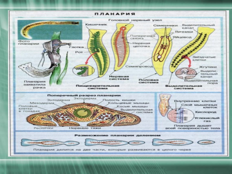 Тест черви егэ. Кольчатые черви строение. Тип и класс плоских червей. Плоские и круглые черви строение. Плоские черви ЕГЭ биология.